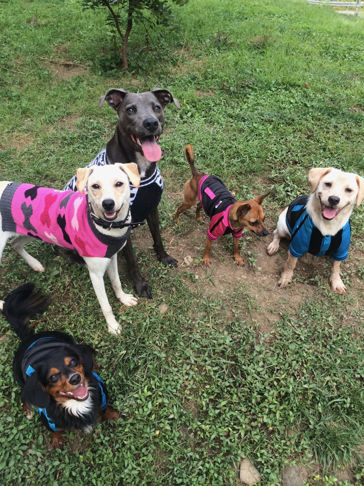 Jenna's pack of rescue dogs dressed up outside